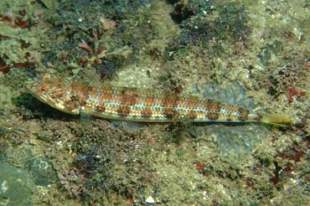  Synodus indicus (Indian Lizardfish)